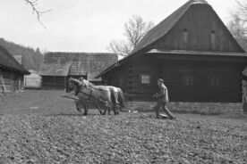 8_Polní práce při usedlosti v muzeu, 1976 / Fieldwork at the farmstead at the museum, 1976