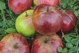 Muzeum v přírodě Plzeň-Bolevec, přednáškový cyklus Zahradníkův rok