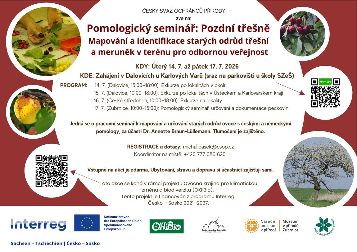 Pozdní třešně