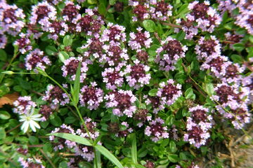 Bylinkové vyprávění 