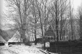 2_ Mlýn ve Velkých Karlovicích v pozadí za stromy, vpředu valcha, 1971 / The mill in Velké Karlovice in the background behind the trees, the fulling mill in the foreground, 1971