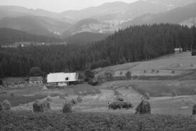 5. Staré Hamry senoseč, 1975 / Staré Hamry – haymaking, 1975