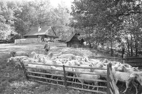 9_Valašská dědina, stánisko, vyhánění ovcí z košáru, 1984 / The Wallachian Village, seasonal sheep farm, driving sheep out of the enclosure, 1984
