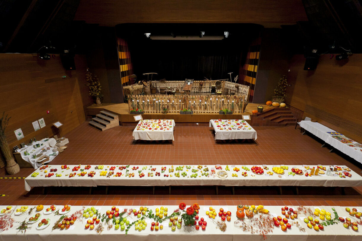 Úroda z polí, zahrad a sadů