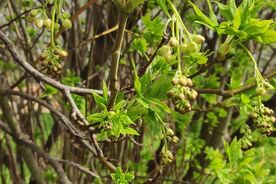 Zahradníkův rok-zimní řez1