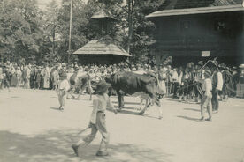 Vyhánění na pastvu, VR 1925
