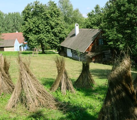 Len na Veselém Kopci, 2022. Foto: Nikola Pospíšilová, Muzeum v přírodě Vysočina