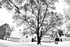 Zahradníkův rok-zimní řez3<br />  