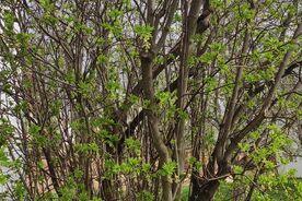 Zahradníkův rok-Škůdci 3